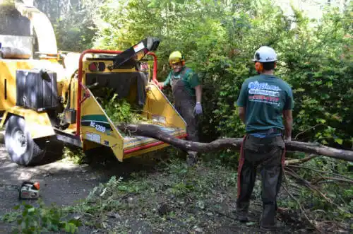 tree services Loyola